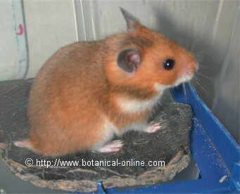 20071211133447-hamster.jpg